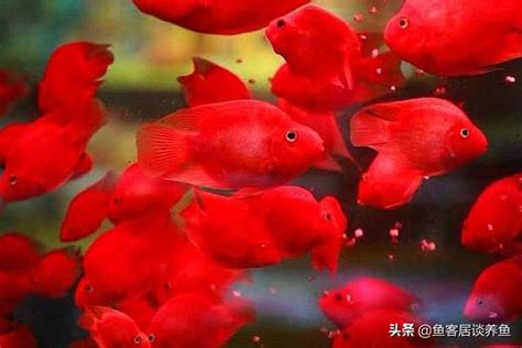 紅白鸚鵡魚